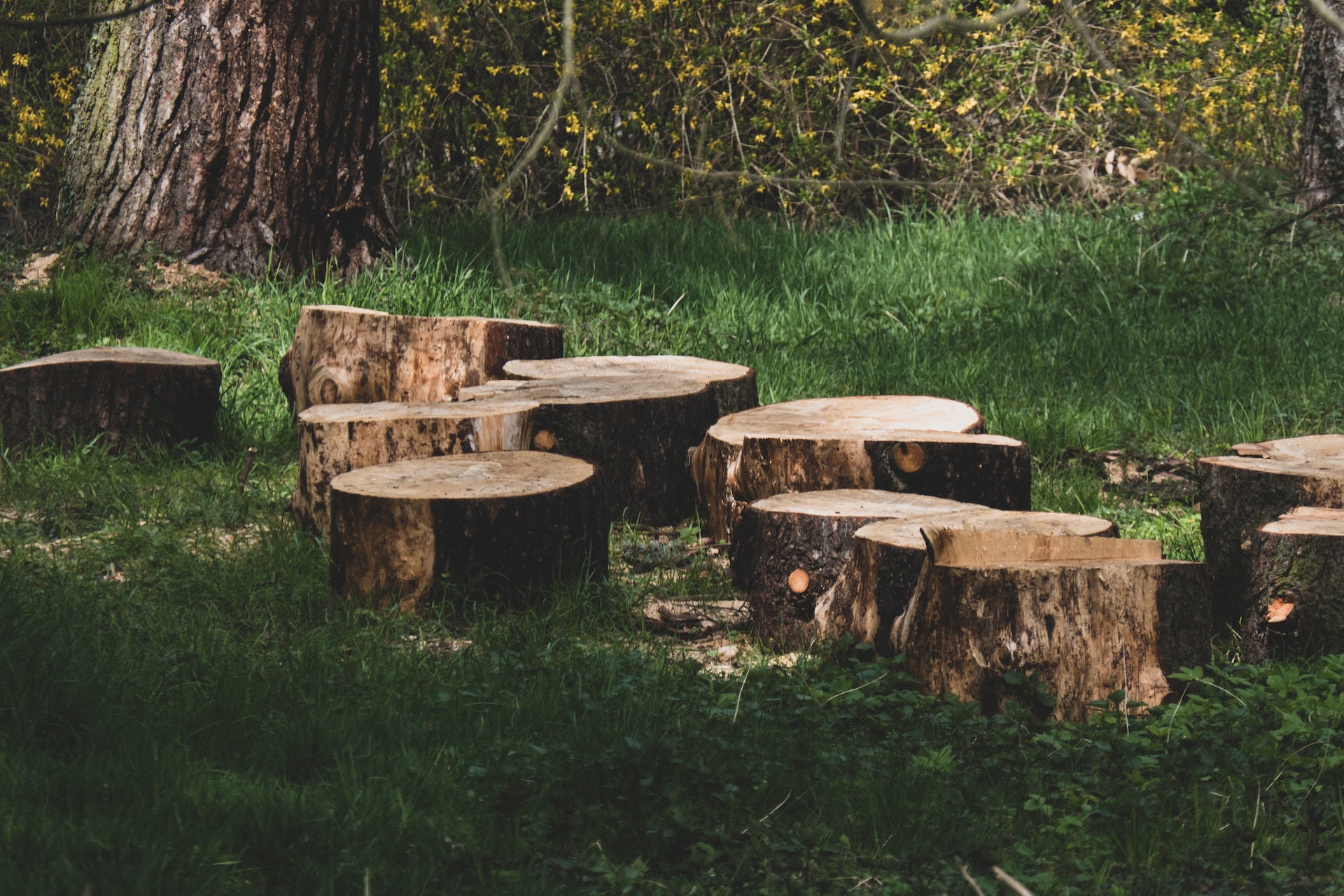 A group of tree stumps in the grass.