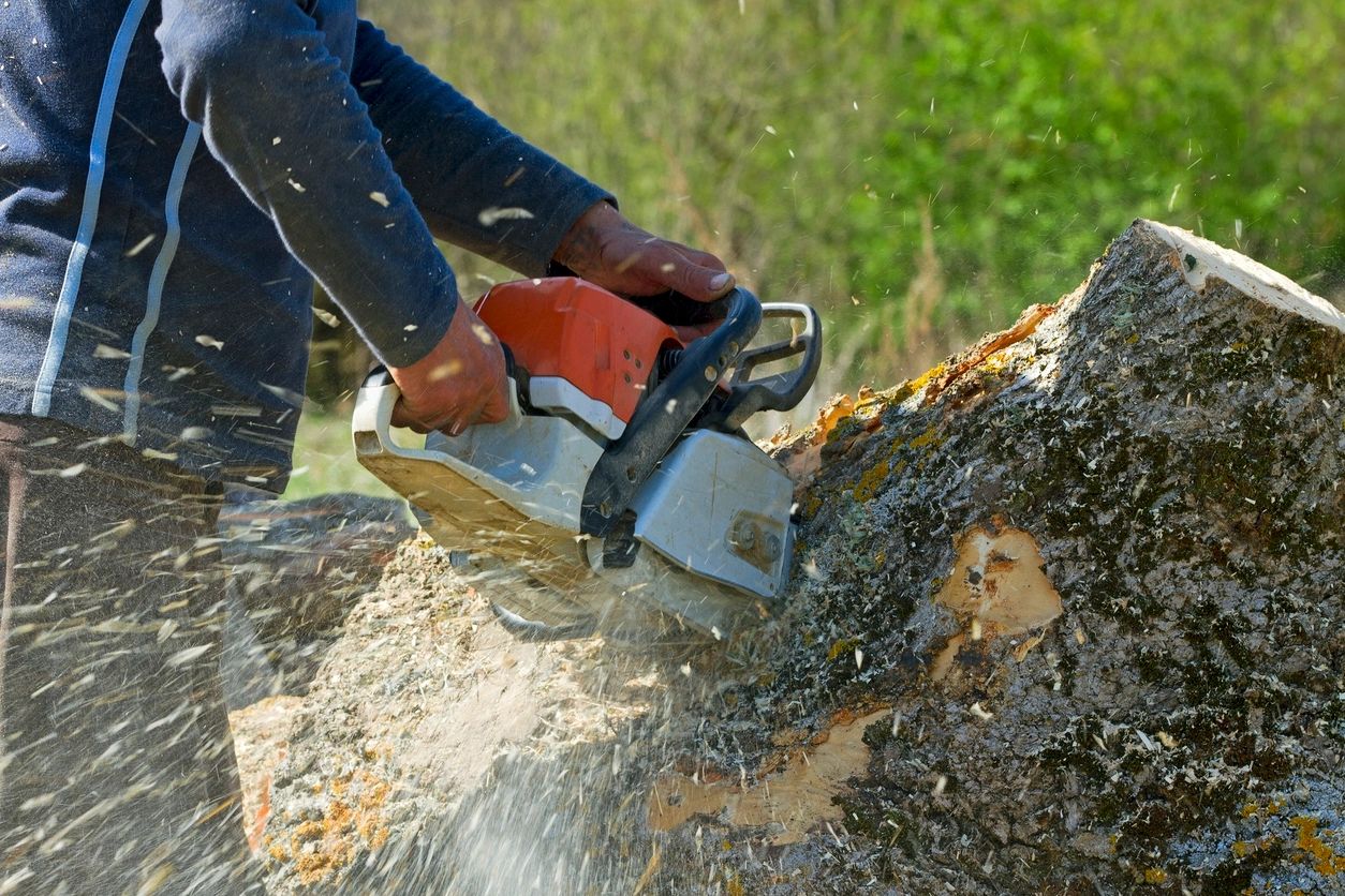 A person cutting tree with a chainsaw.