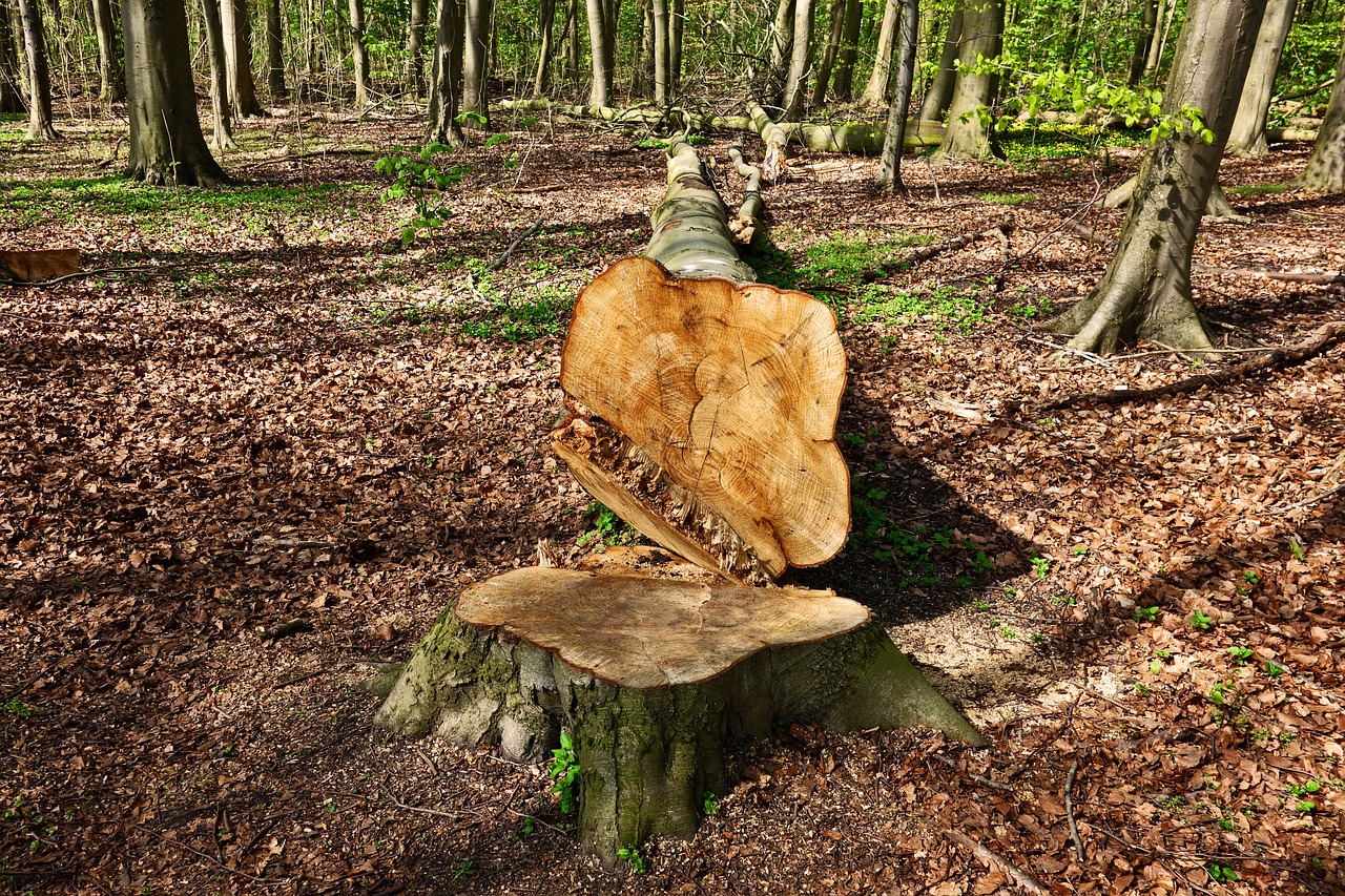 A tree stump in the middle of a forest.