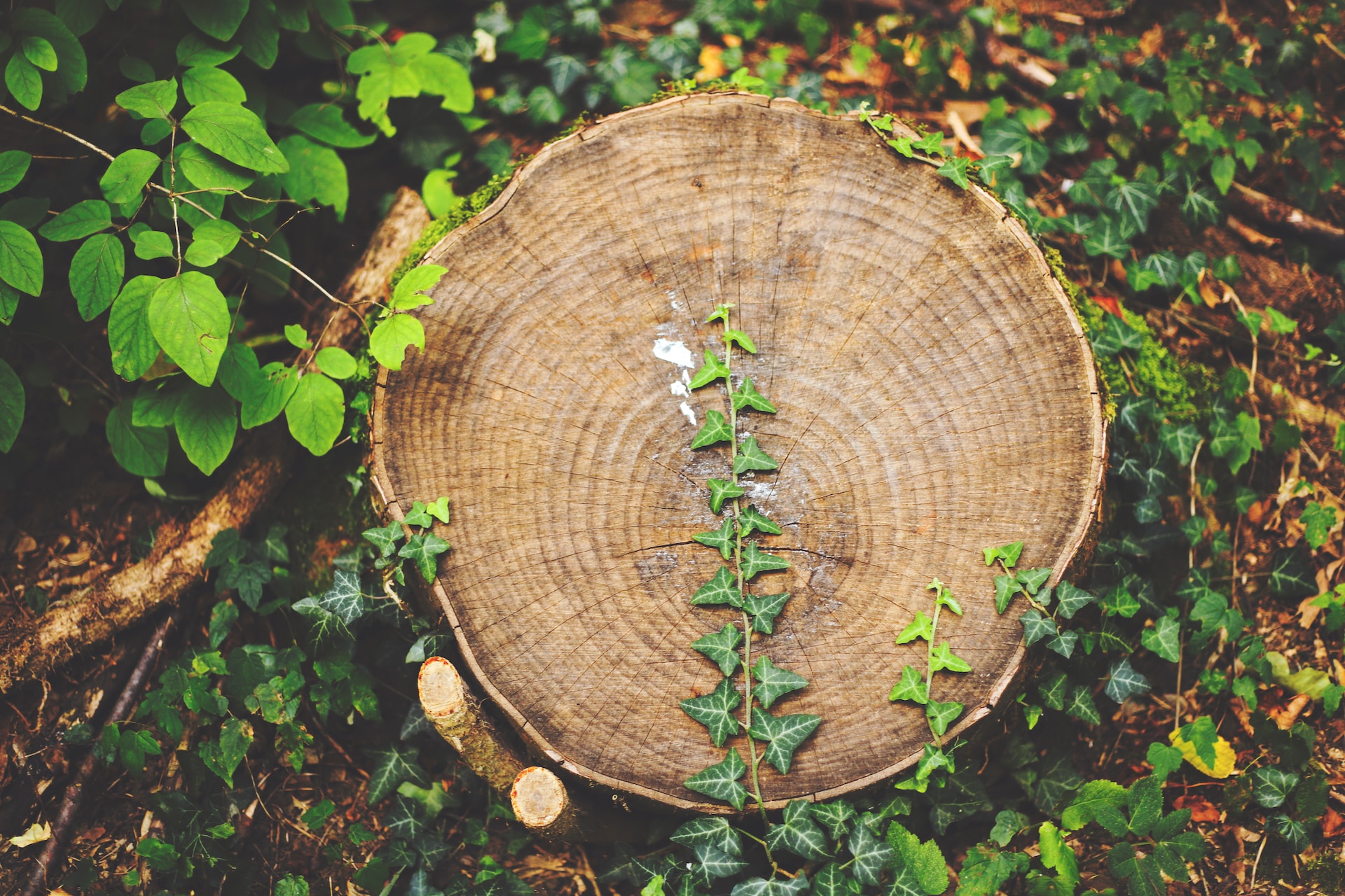 A tree stump with leaves growing on it